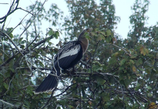 [Salt%2520Springs%2520Wednesday%2520055%255B3%255D.jpg]