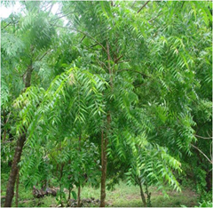 Neem tree Neem tree