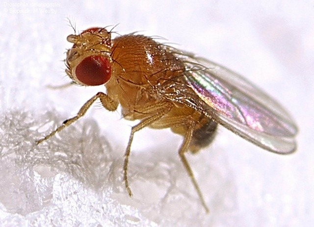[mosca%2520de%2520la%2520fruta%25202%255B8%255D.jpg]