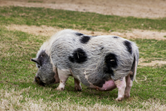 kunekune pig exotic game park spring