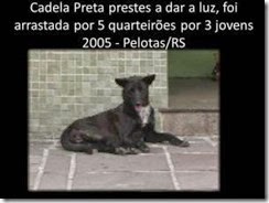 cadela_preta_pelotas