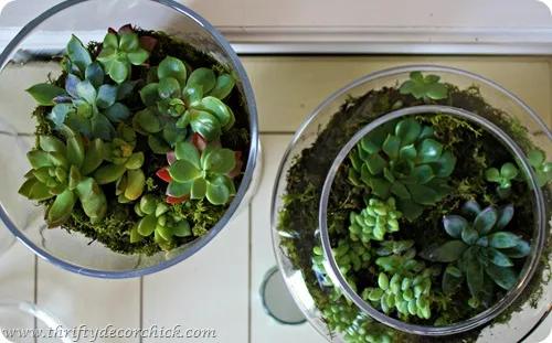 apothecary jar terrariums