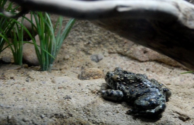 [aquarium2%255B2%255D.jpg]