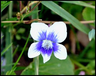 04 - Spring Wildflowers - X1 - can't ID