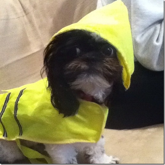 hurricane-sandy-dogs-26