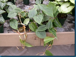 heart-leaf%20philodendron