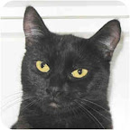 Flamenco is from Tony La Russa’s Animal Rescue Foundation (ARF) in Walnut Creek, California. To learn more about Flamenco, click on the link to the shelter below.