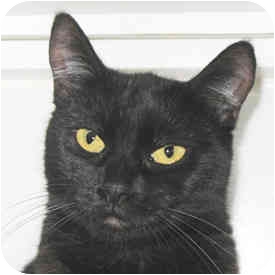 Flamenco is from Tony La Russa’s Animal Rescue Foundation (ARF) in Walnut Creek, California. To learn more about Flamenco, click on the link to the shelter below. Flamenco is from Tony La Russa’s Animal Rescue Foundation (ARF) in Walnut Creek, California. To learn more about Flamenco, click on the link to the shelter below.