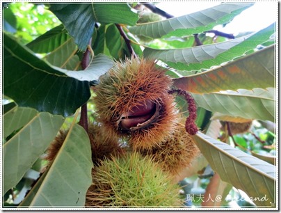 chestnut2 chestnut2