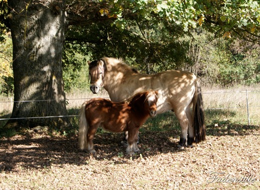 [Elfenstille%2520008%255B7%255D.jpg]