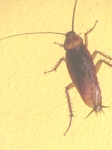 [Florida%2520vacation%2520Golden%2520Corral%2520ugly%2520cockroach%255B3%255D.jpg]