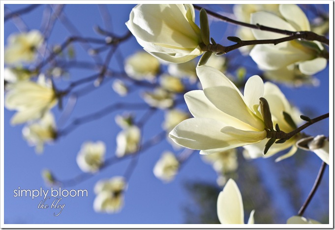 magnolias (1 of 1)