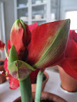 I feel like staying here to watch this bloom unfurl.