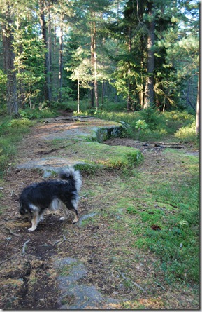 Tur i skogen sept 11 023