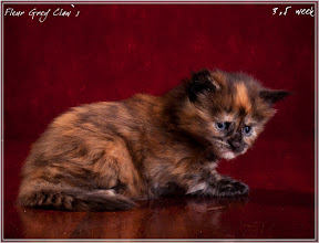 Фото котенка мейн-кун Fleur возраст 3,5 недели