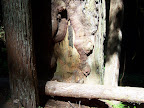 california_sequoia