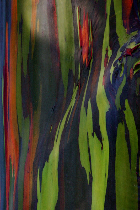 rainbow-eucalyptus-6