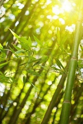 [7008258-bamboo-forest-with-sunlight-natural-green-background%255B3%255D.jpg]