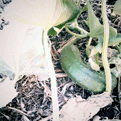 cucmber