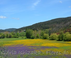 Glória Ishizaka - flores do campo 6