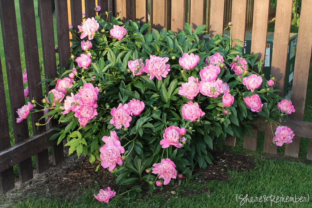 [peoniesbackyard%255B3%255D.jpg]