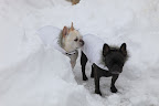 Frenchiecicles