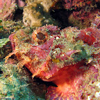 Scorpionfish (Pemuteran, North Bali)