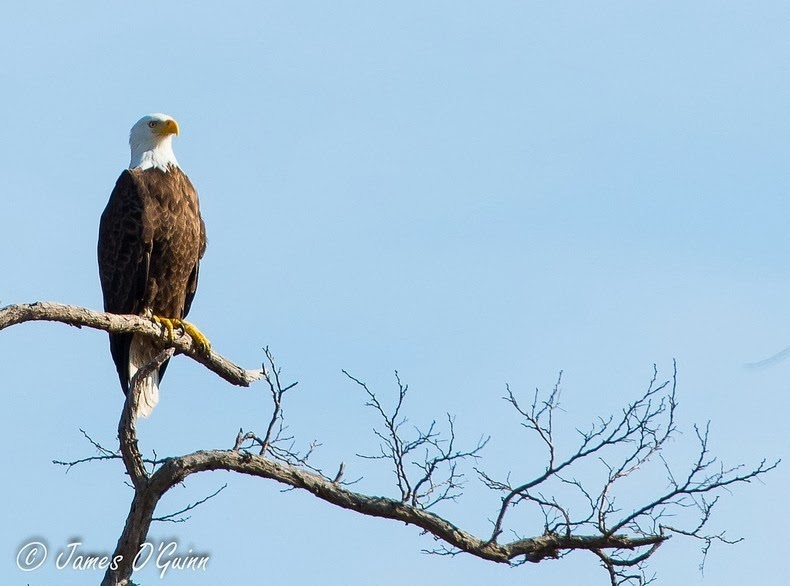 bald-eagle