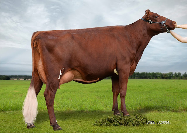 Tara Absolute Red.jpg