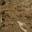 Hundreds and hundreds of fiddler crabs...