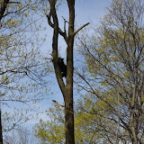 BearSightingOnWinesapLandInForshay BearSightingOnWinesapLandInForshay