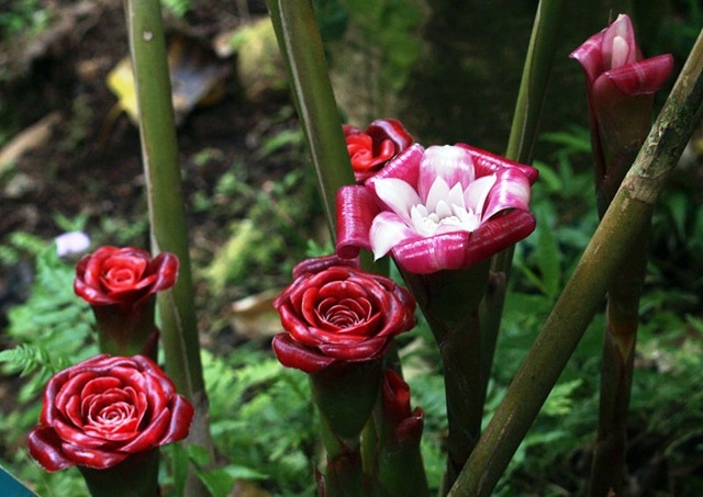 [Etlingera%2520corneri1%255B3%255D.jpg]