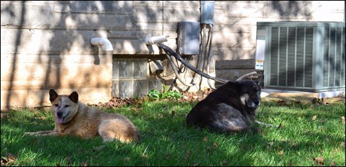 Kodi and Sadie in the shade Kodi and Sadie in the shade