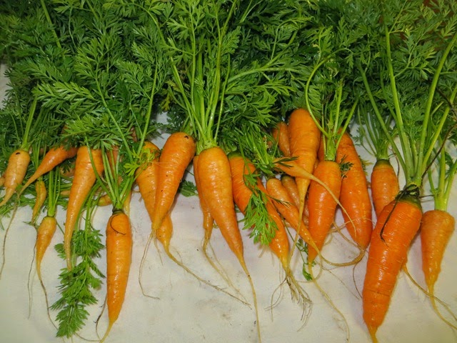 [20140214_Carrots%255B3%255D.jpg]