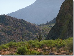 lone saguaro