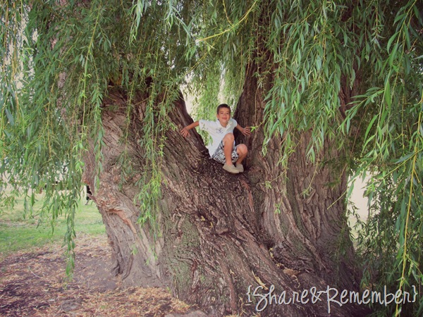 [Brett-big-tree3.jpg]