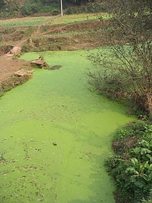 [220px-River_algae_Sichuan%255B2%255D.jpg]