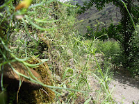IMG_4797.JPG