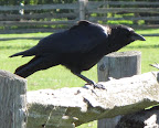 4 - But, in reality, crows are very, very intelligent creatures.  In fact, they are considered to be the most adaptable and intelligent birds in the world.