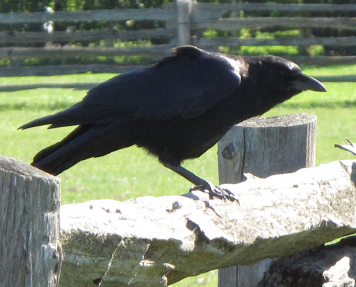 4 - But, in reality, crows are very, very intelligent creatures.  In fact, they are considered to be the most adaptable and intelligent birds in the world.