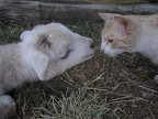 In fact, farm animals are fundamentally no different than typical family pets such as cats and dogs. They are smart, loving, protective and each has a unique personality just waiting to appreciated. (Photo by Mike Lorrig) In fact, farm animals are fundamentally no different than typical family pets such as cats and dogs. They are smart, loving, protective and each has a unique personality just waiting to appreciated. (Photo by Mike Lorrig)