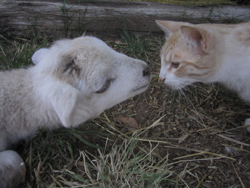 In fact, farm animals are fundamentally no different than typical family pets such as cats and dogs. They are smart, loving, protective and each has a unique personality just waiting to appreciated. (Photo by Mike Lorrig) In fact, farm animals are fundamentally no different than typical family pets such as cats and dogs. They are smart, loving, protective and each has a unique personality just waiting to appreciated. (Photo by Mike Lorrig)
