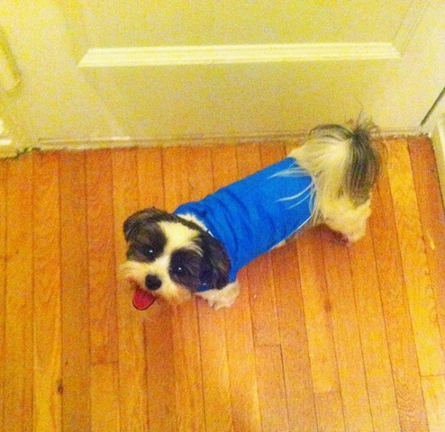 [hurricane-sandy-dogs-11%255B2%255D.jpg]