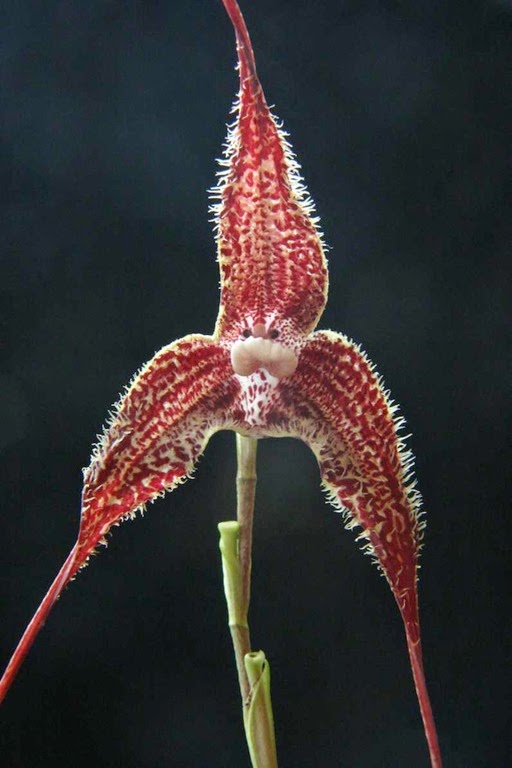 [DRACULA-SEVERA3.jpg]