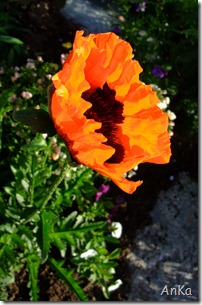 DSCF3861