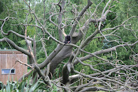 Dublin Zoo