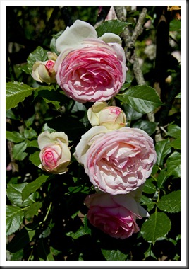rose-favourite rose-favourite