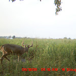 nichols deer 003.JPG
