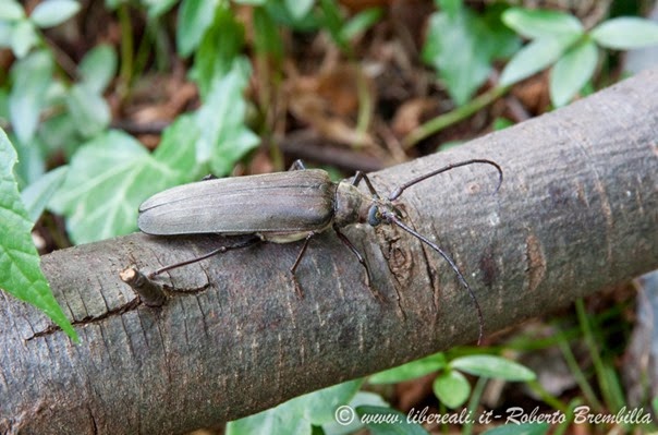 8_2013-08-04_Aegosoma scabricorne_Varenna (28)