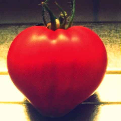 heart-shaped tomato - Cuor di Bue